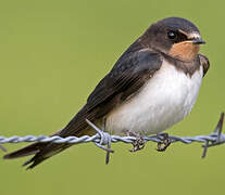 Barn Swallow