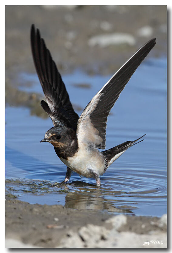 Barn Swallow