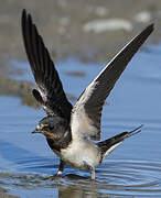 Barn Swallow