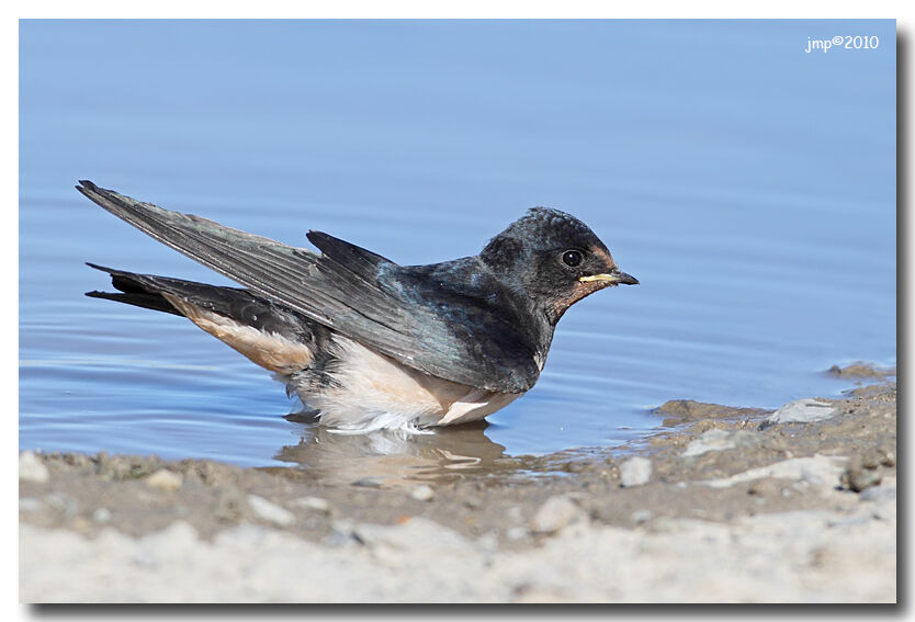 Barn Swallow