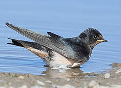 Barn Swallow