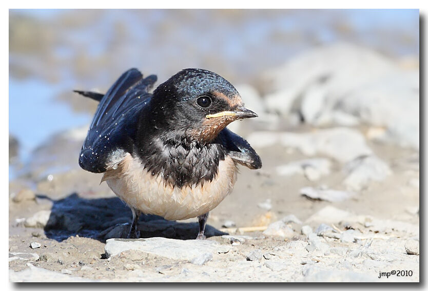 Barn Swallow