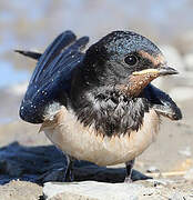 Barn Swallow