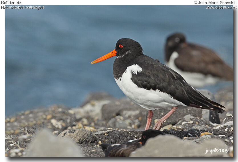 Eurasian Oystercatcher, identification