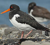 Eurasian Oystercatcher