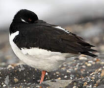 Eurasian Oystercatcher