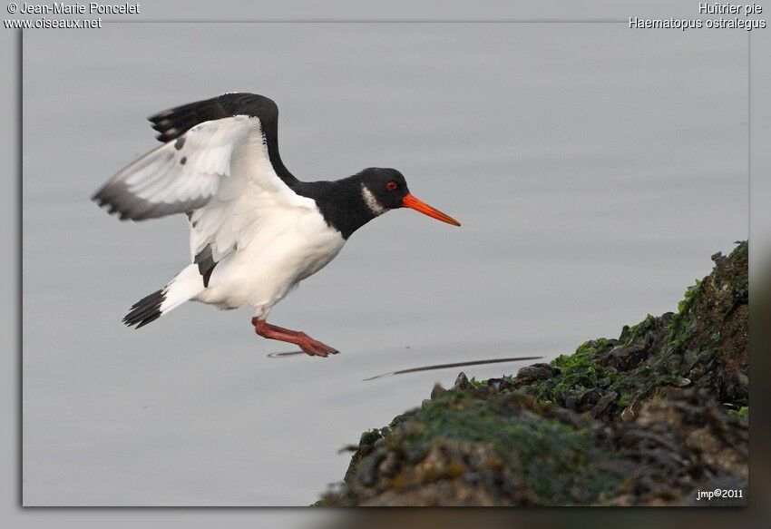 Eurasian Oystercatcher