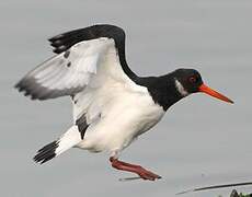 Eurasian Oystercatcher