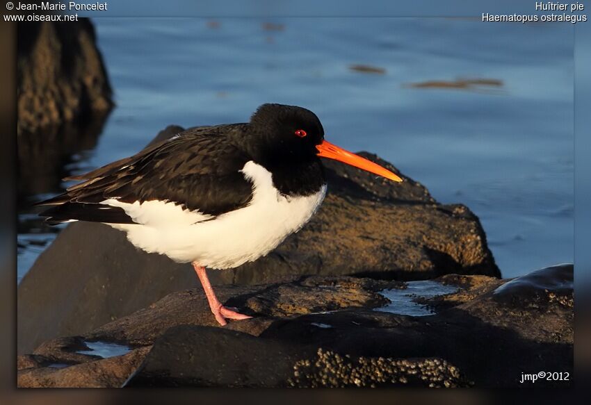 Eurasian Oystercatcher