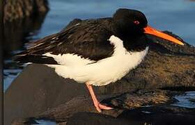 Eurasian Oystercatcher