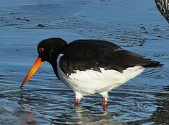 Eurasian Oystercatcher