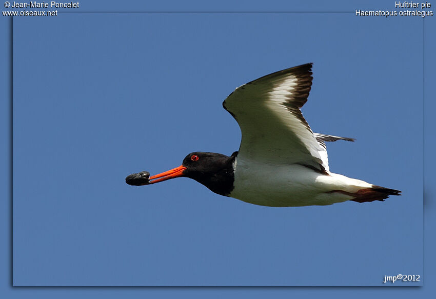 Eurasian Oystercatcher