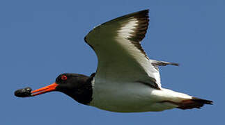 Eurasian Oystercatcher