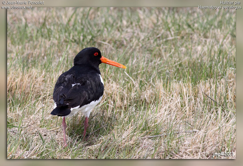 Eurasian Oystercatcher