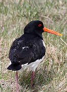 Eurasian Oystercatcher