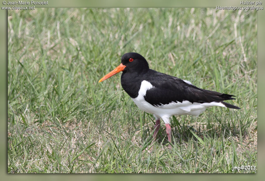 Eurasian Oystercatcher