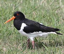 Eurasian Oystercatcher