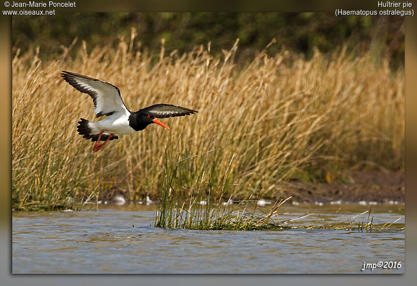 Eurasian Oystercatcher