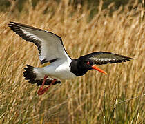 Eurasian Oystercatcher