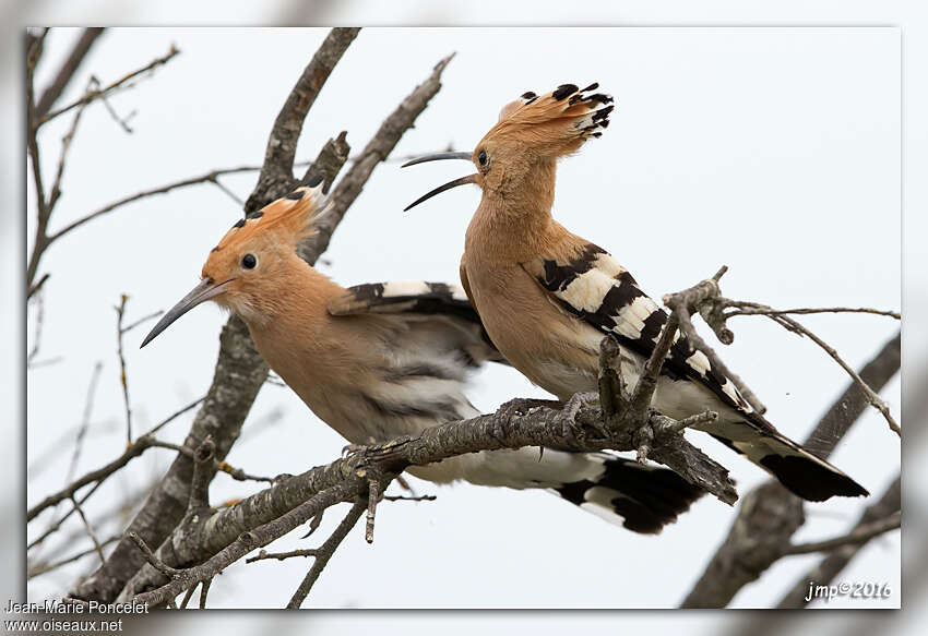 Eurasian Hoopoeadult breeding