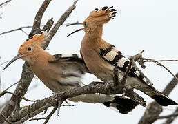 Eurasian Hoopoe