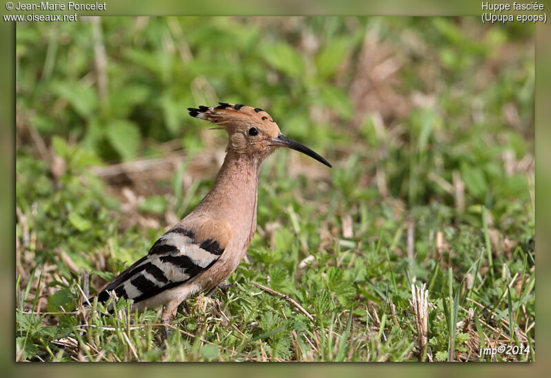 Eurasian Hoopoe