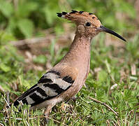 Eurasian Hoopoe