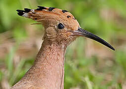 Eurasian Hoopoe