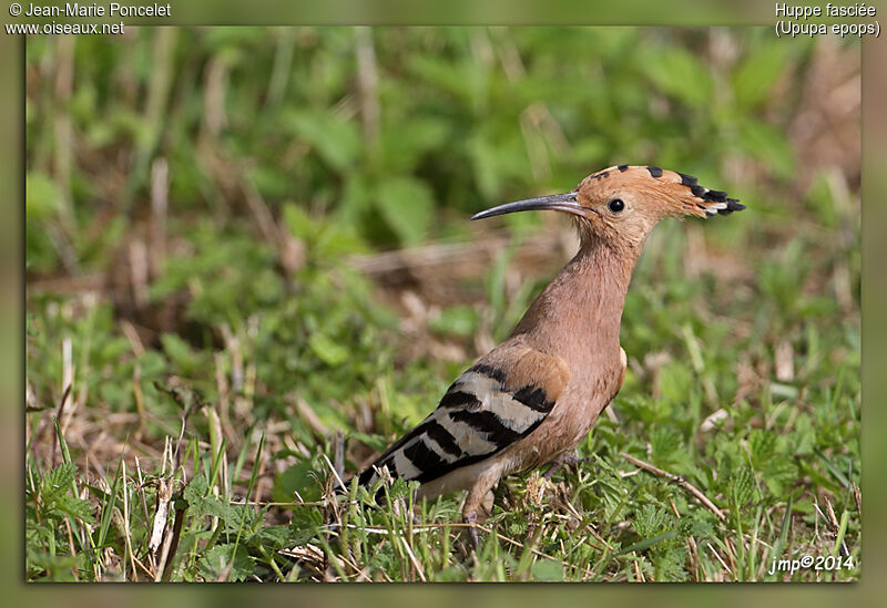 Eurasian Hoopoe