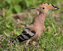 Eurasian Hoopoe