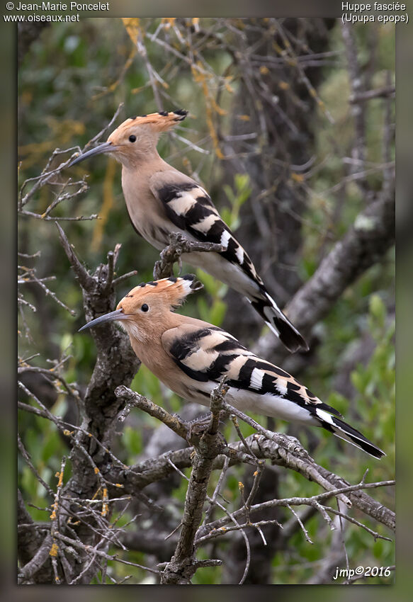 Eurasian Hoopoe