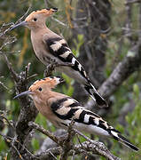 Eurasian Hoopoe