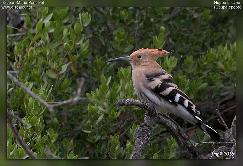 Eurasian Hoopoe