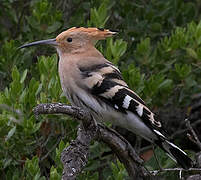 Eurasian Hoopoe