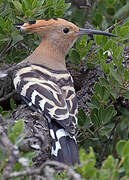 Eurasian Hoopoe