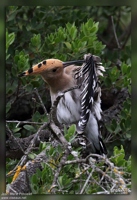 Eurasian Hoopoeadult, care