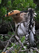 Eurasian Hoopoe