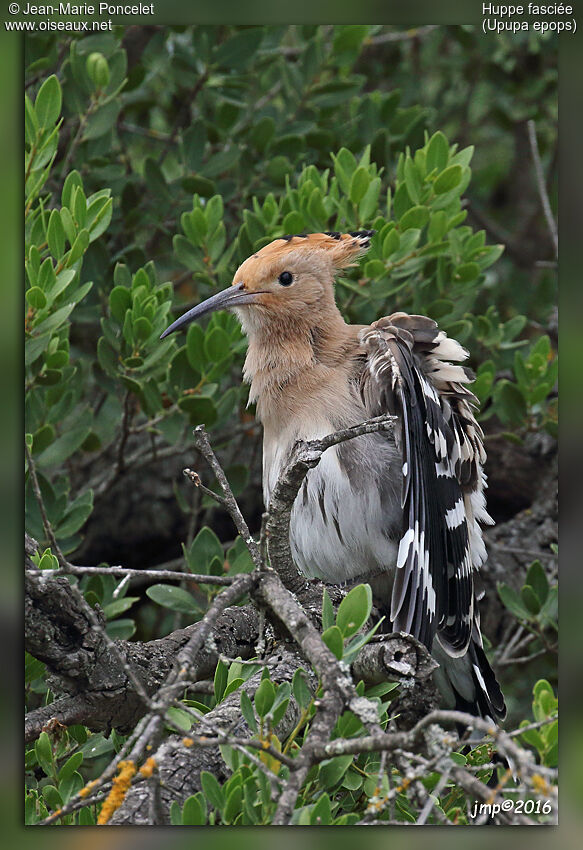 Eurasian Hoopoe