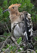 Eurasian Hoopoe