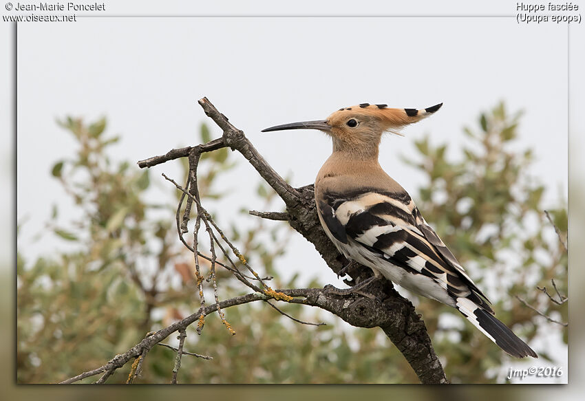 Eurasian Hoopoe