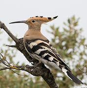 Eurasian Hoopoe