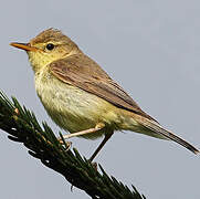 Melodious Warbler