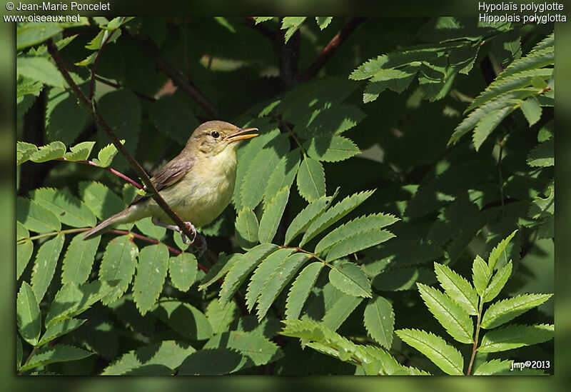 Melodious Warbler