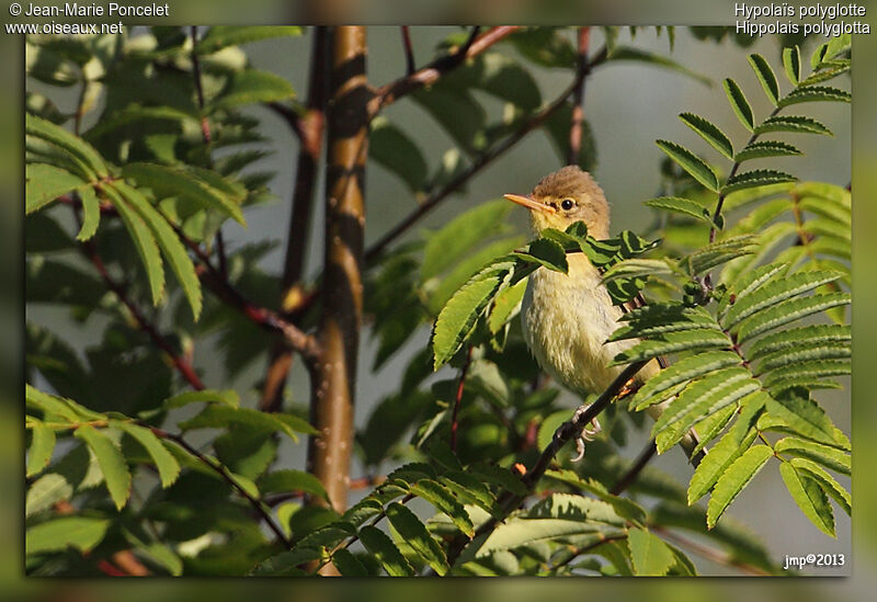 Melodious Warbler