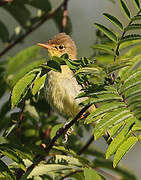 Melodious Warbler