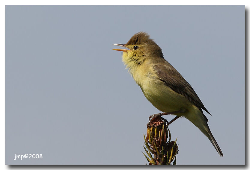 Melodious Warbler