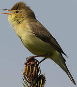 Melodious Warbler