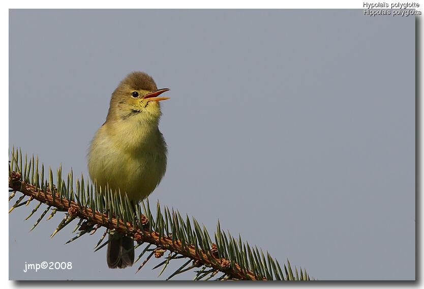 Melodious Warbler