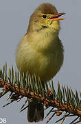 Melodious Warbler