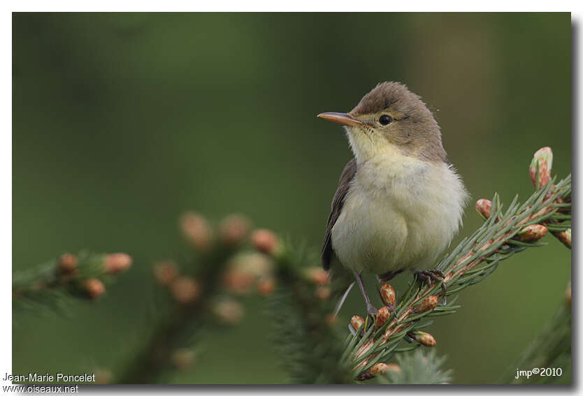 Melodious Warbleradult, close-up portrait